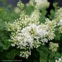 Syringa  Bloomerang Showmound&reg; Reblooming Lilac