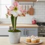 Fresh Beginnings Apple Blossom Potted Amaryllis Bulb