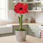 Bright Promise Red Lion Potted Amaryllis Bulb