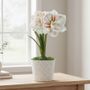 Spring Elegance Double Nymph Potted Amaryllis Bulb