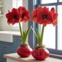 Naturally Not Quite Perfect Waxed Amaryllis Duo