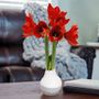White and Gray Dipped Waxed Amaryllis