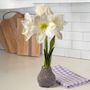 Lavender Coated Waxed Amaryllis