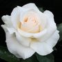 Whisper Hybrid Tea Rose