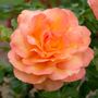 Tangerine Skies&trade;Arborose&reg; Climbing Rose
