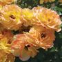 Ruffled Romance Floribunda Rose