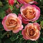 Caramel Kisses&trade; Miniature Rose