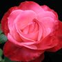 Milestone Hybrid Tea Rose
