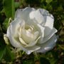 Lamarque Noisette Climbing Rose