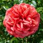 Monsieur Tillier Tea Rose