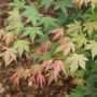 Acer Hot Chana&trade; Japanese Maple