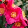 Camellia Warm Hearted&reg; Pink
