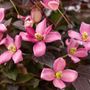 Clematis Moongate Mocha&trade;
