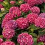 Hydrangea Wee Bit Giddy&reg; Bigleaf Hydrangea