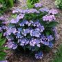 Hydrangea Lets Dance Can do!&reg; Reblooming Mountain Hydrangea