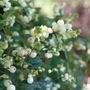Symphoricarpos Proud Berry&reg; Pearl Snowberry