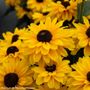 Rudbeckia Echibeckia Summerina Glow&trade; Suns Up