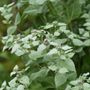 Pycnanthemum Mountain Mint