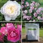 Garden Perfume Rose Collection