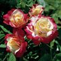 Double Delight Hybrid Tea Rose