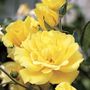 Golden Showers Climbing Rose