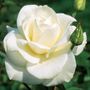 John F. Kennedy Hybrid Tea Rose