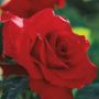 Opening Night Hybrid Tea Rose