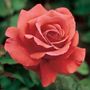 Fragrant Cloud Hybrid Tea Rose