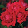 Double Knock Out&reg; Shrub Rose
