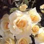 Grand Prize Floribunda Rose