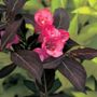 Weigela Wine & Roses&reg;