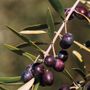 Olive Arbequina Tree