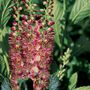 Clethra Ruby Spice