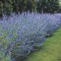 Caryopteris Longwood Blue