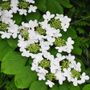 Viburnum Shasta