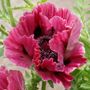 Harlem Oriental Poppy