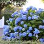 Hydrangea The Original Endless Summer&reg;