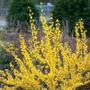 Show Off&reg; Forsythia
