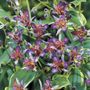 Tricyrtis Gilt Edge