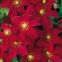 Clematis Niobe