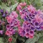 Pulmonaria Raspberry Splash Lungwort