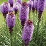 Liatris Kobold Original Bulbs