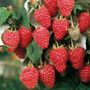 Rubus Heritage Raspberry