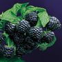 Rubus Jewel Raspberry