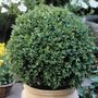 Green Velvet Boxwood