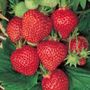 Fragaria Quinault Strawberry