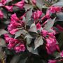 Weigela Spilled Wine&reg;