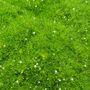 Sagina Irish Moss
