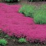 Red Creeping Thyme