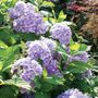Hydrangea Nikko Blue